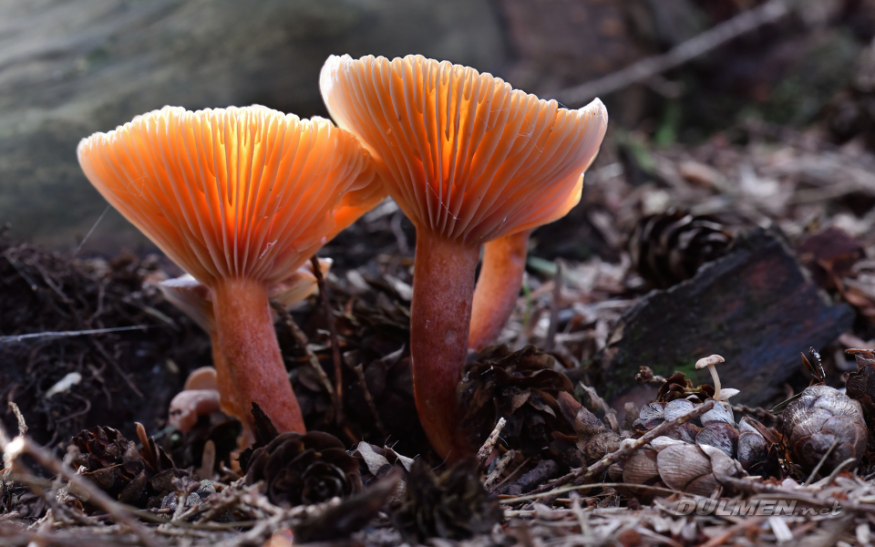 Funnel Mushroom (Clitocybe costata)